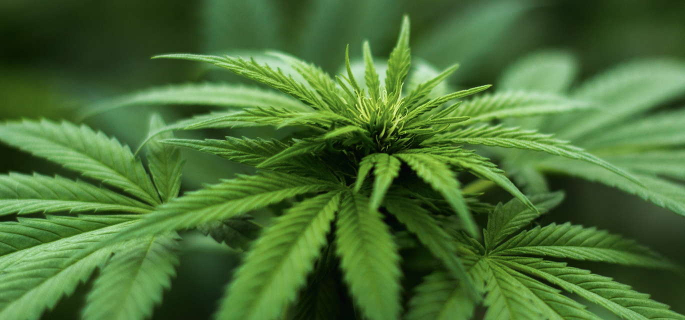 cannabis packaging