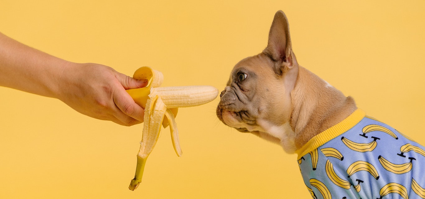 pet food